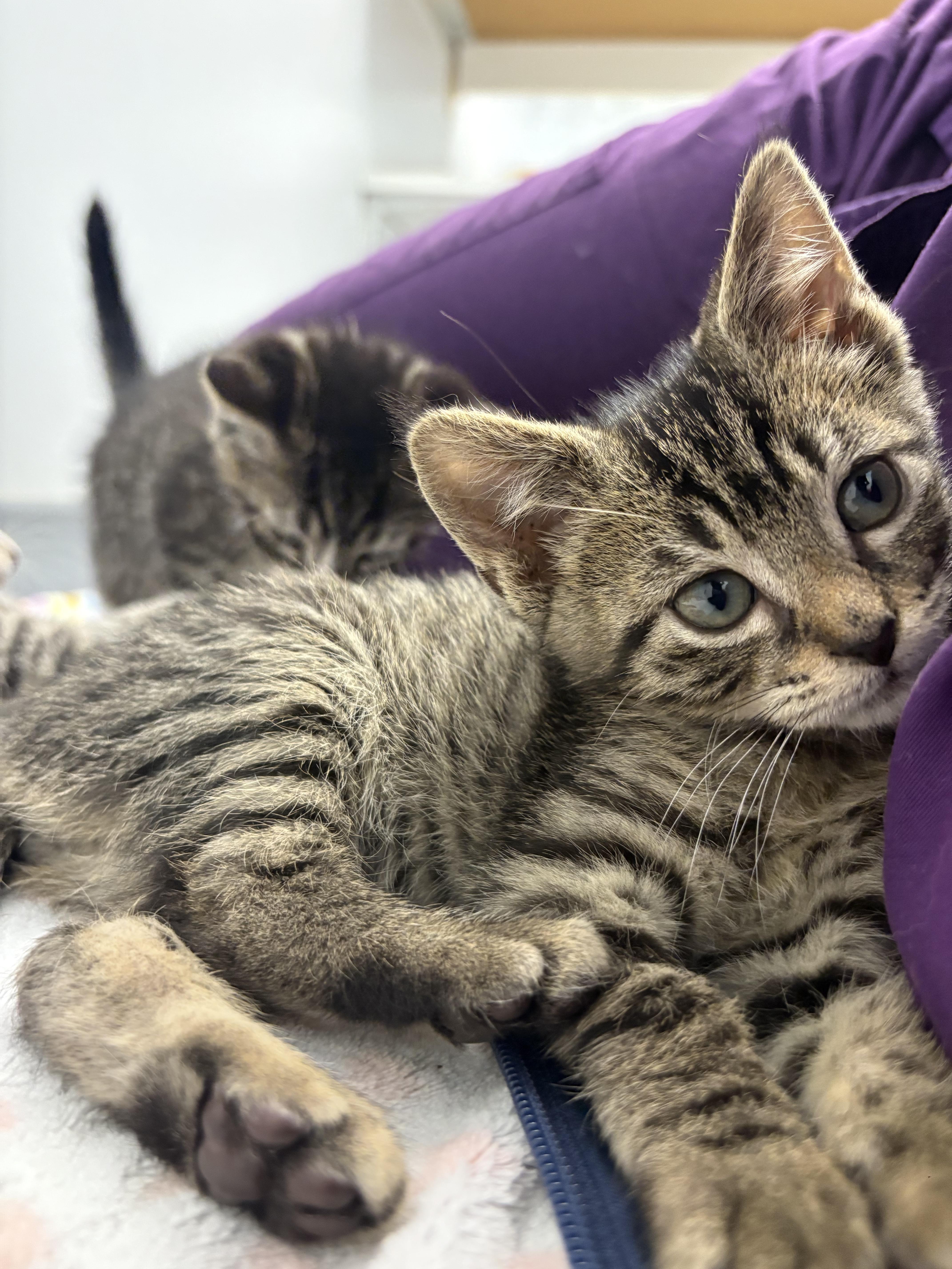Enlarge Tiger, a Adoptable Domestic Short Hair in Gaithersburg, MD image 1/5