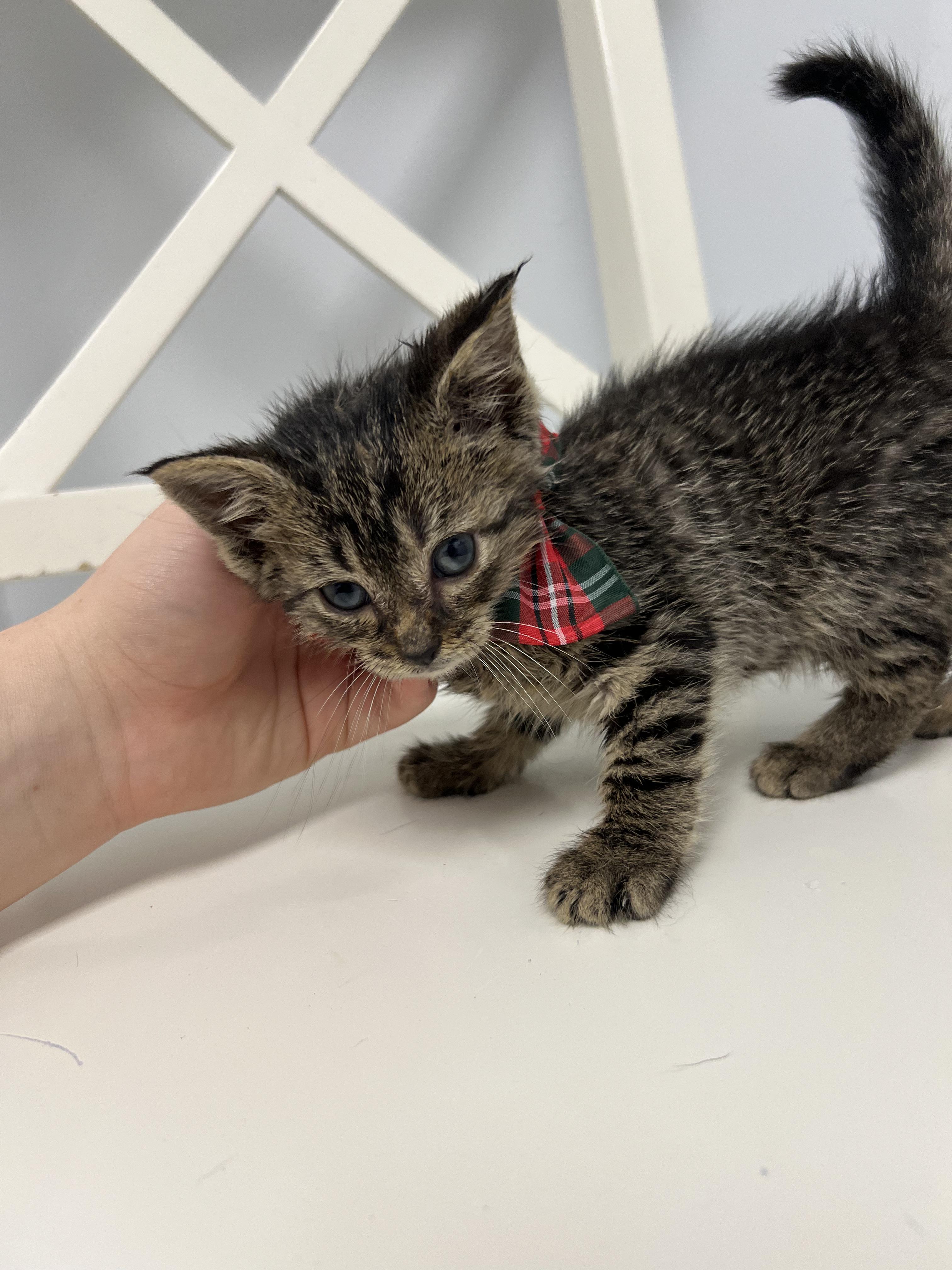 Figgy, Adoptable, Young Male Domestic Short Hair.