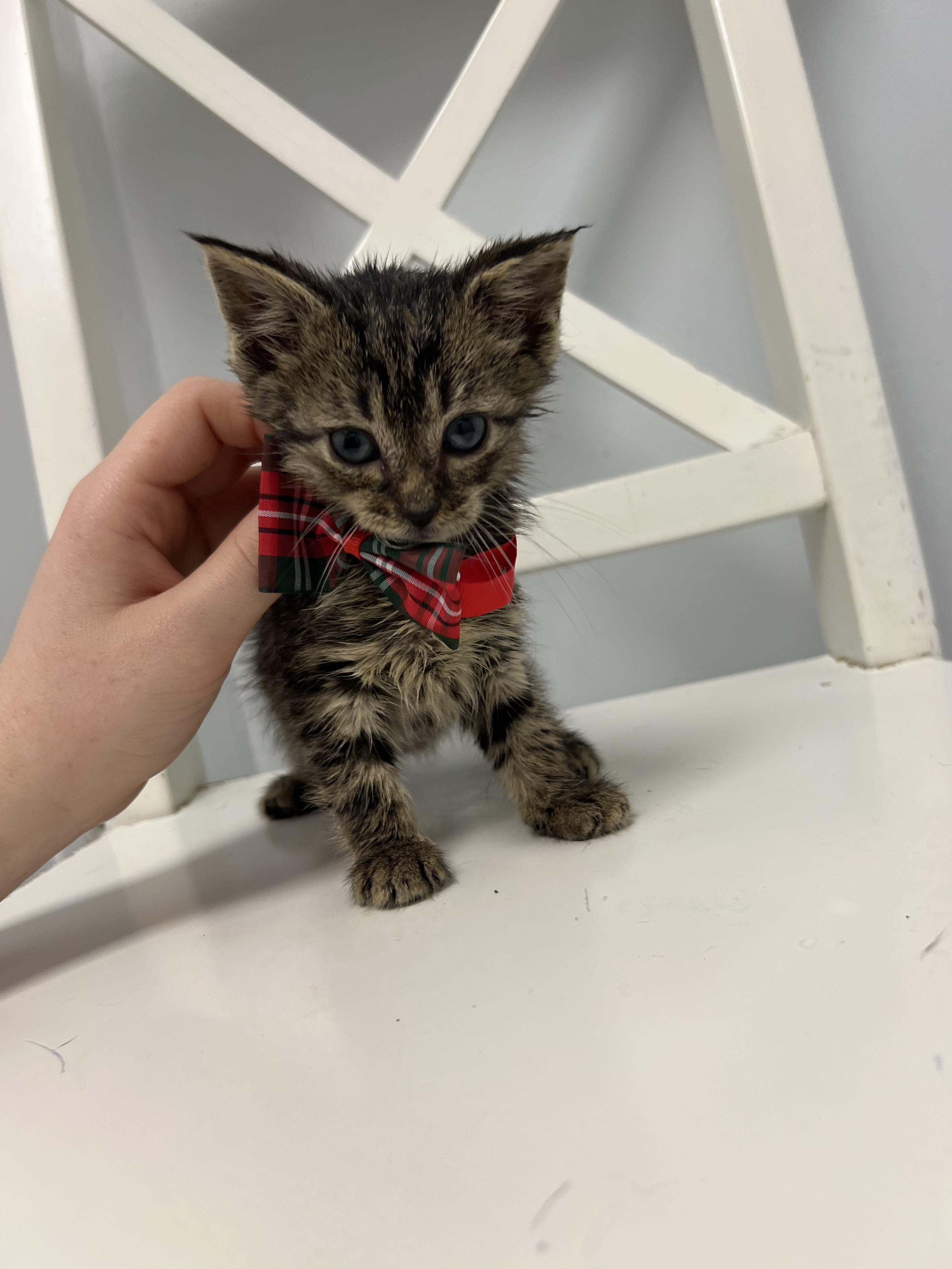 Enlarge Figgy, a Adoptable Domestic Short Hair in Gaithersburg, MD image 3/3