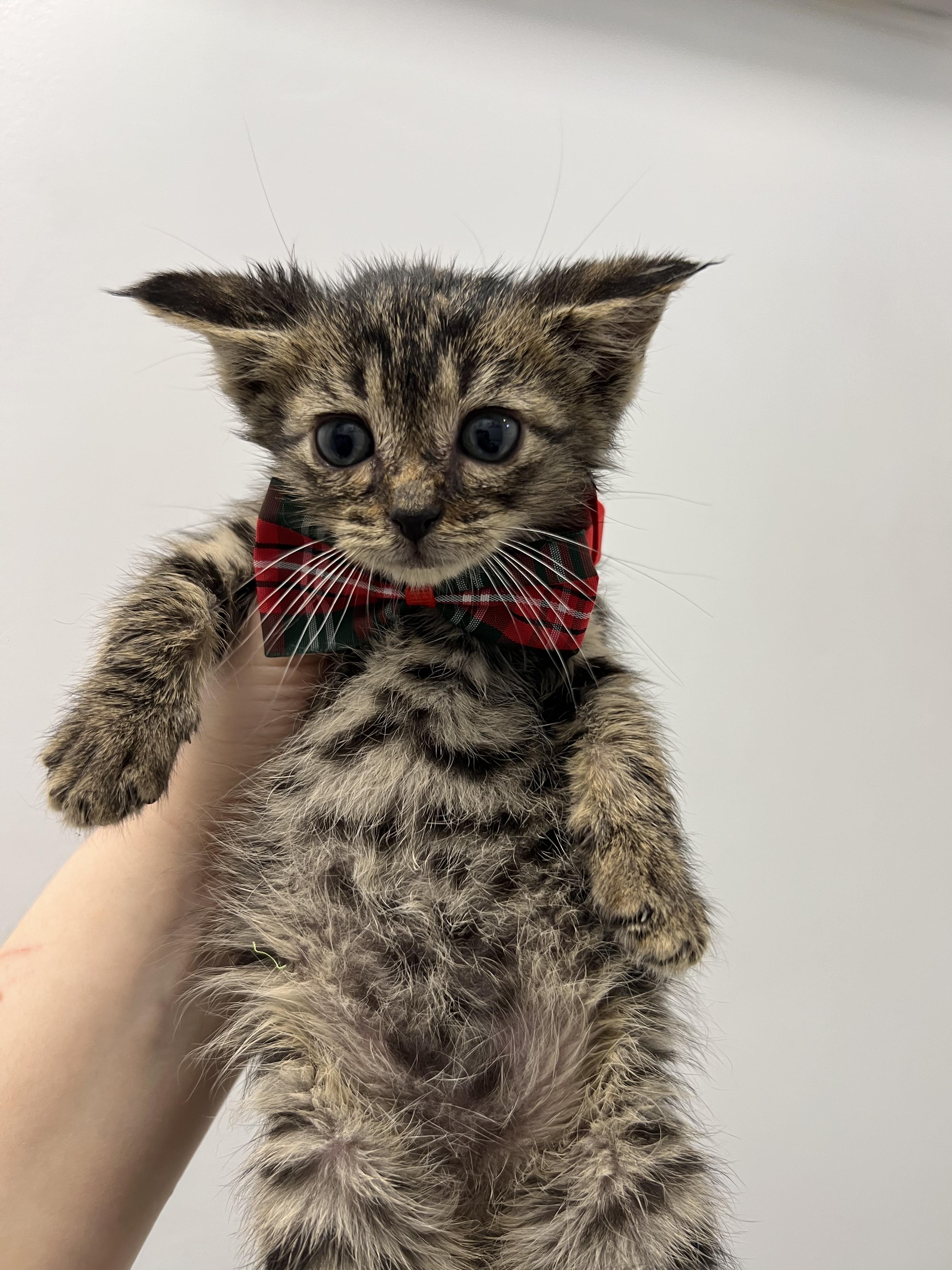 Enlarge Figgy, a Adoptable Domestic Short Hair in Gaithersburg, MD image 2/3
