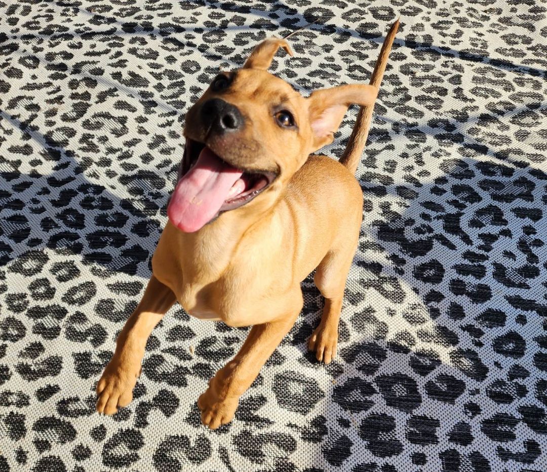 Jordy, Adopted, Puppy Male Pit Bull Terrier.