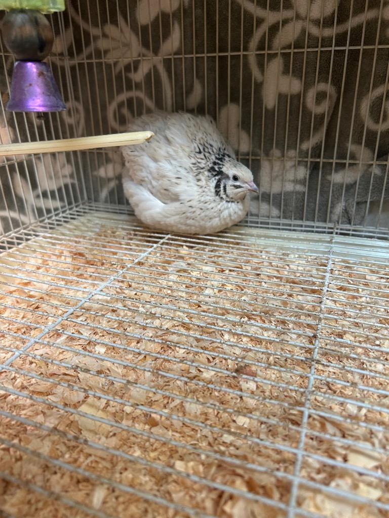 Shaquail O'Neal, Adoptable, Young Male Pheasant.