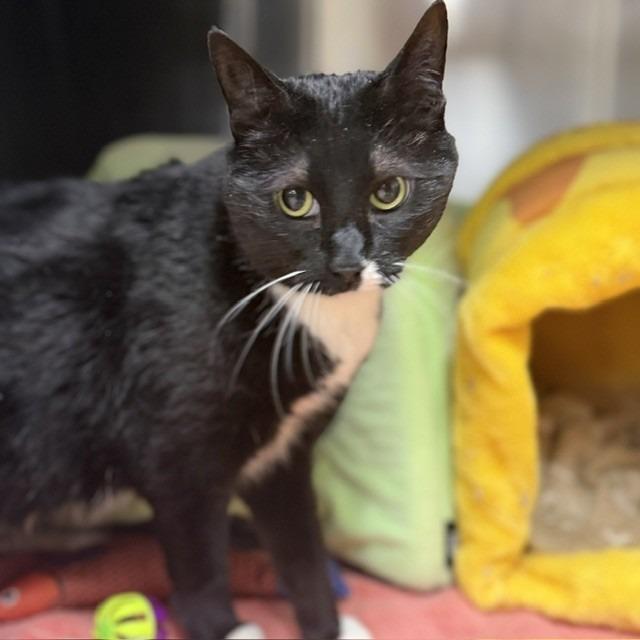 Enlarge Boots, a Adoptable mixed breed in Bullhead City, AZ image 1/1