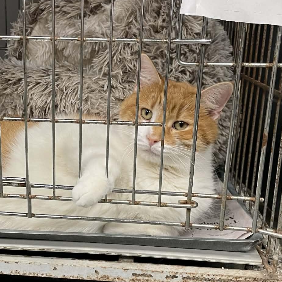 Binx, an adopted mixed breed in Parma, OH image 1/2