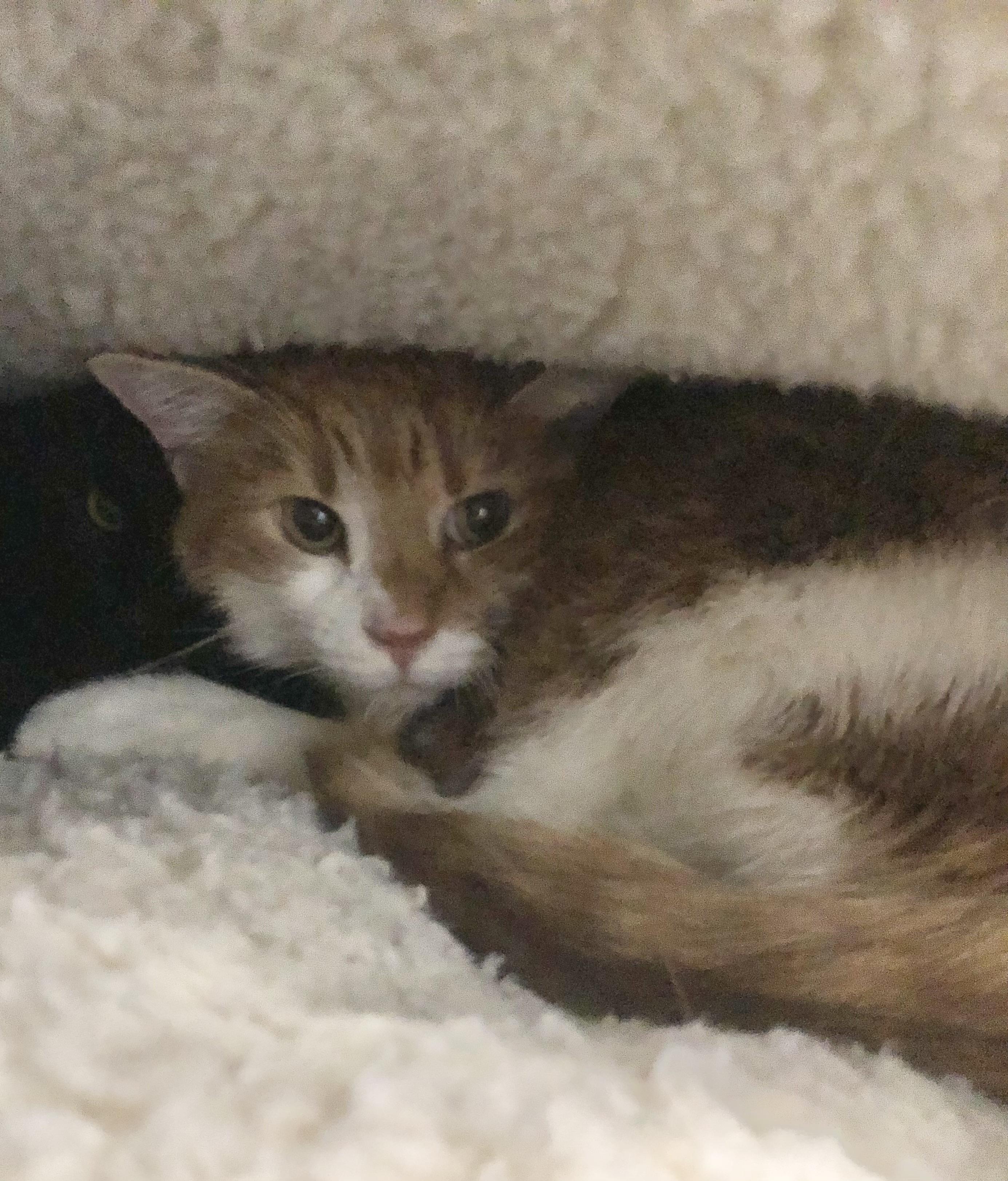 Binx, ADOPTABLE, Senior Male Domestic Short Hair.