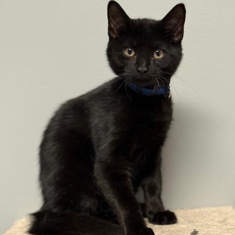 Billy, ADOPTABLE, Kitten Male Domestic Short Hair.