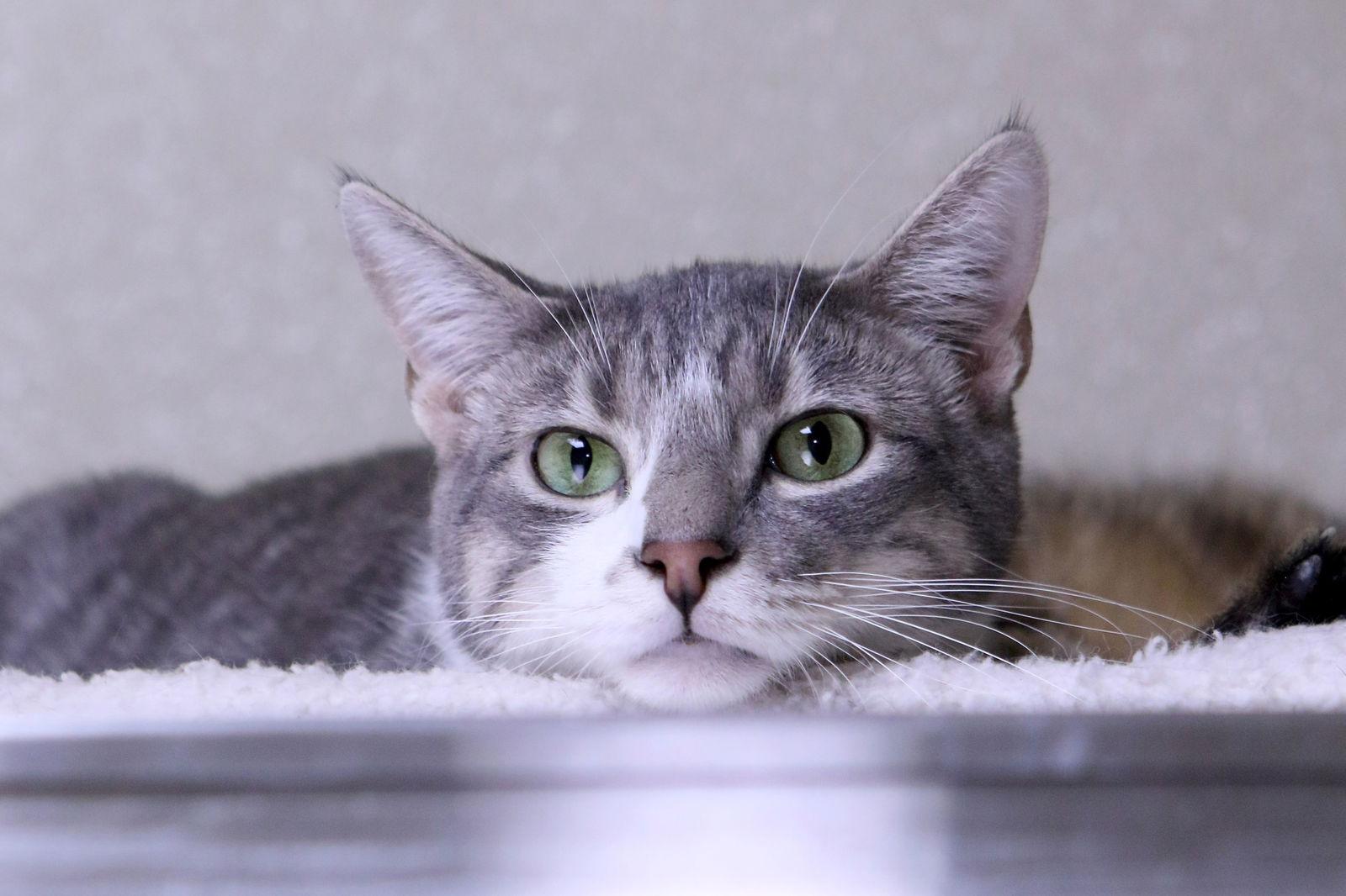 Enlarge Gabe, a Adoptable Domestic Short Hair in Austin, MN image 3/3