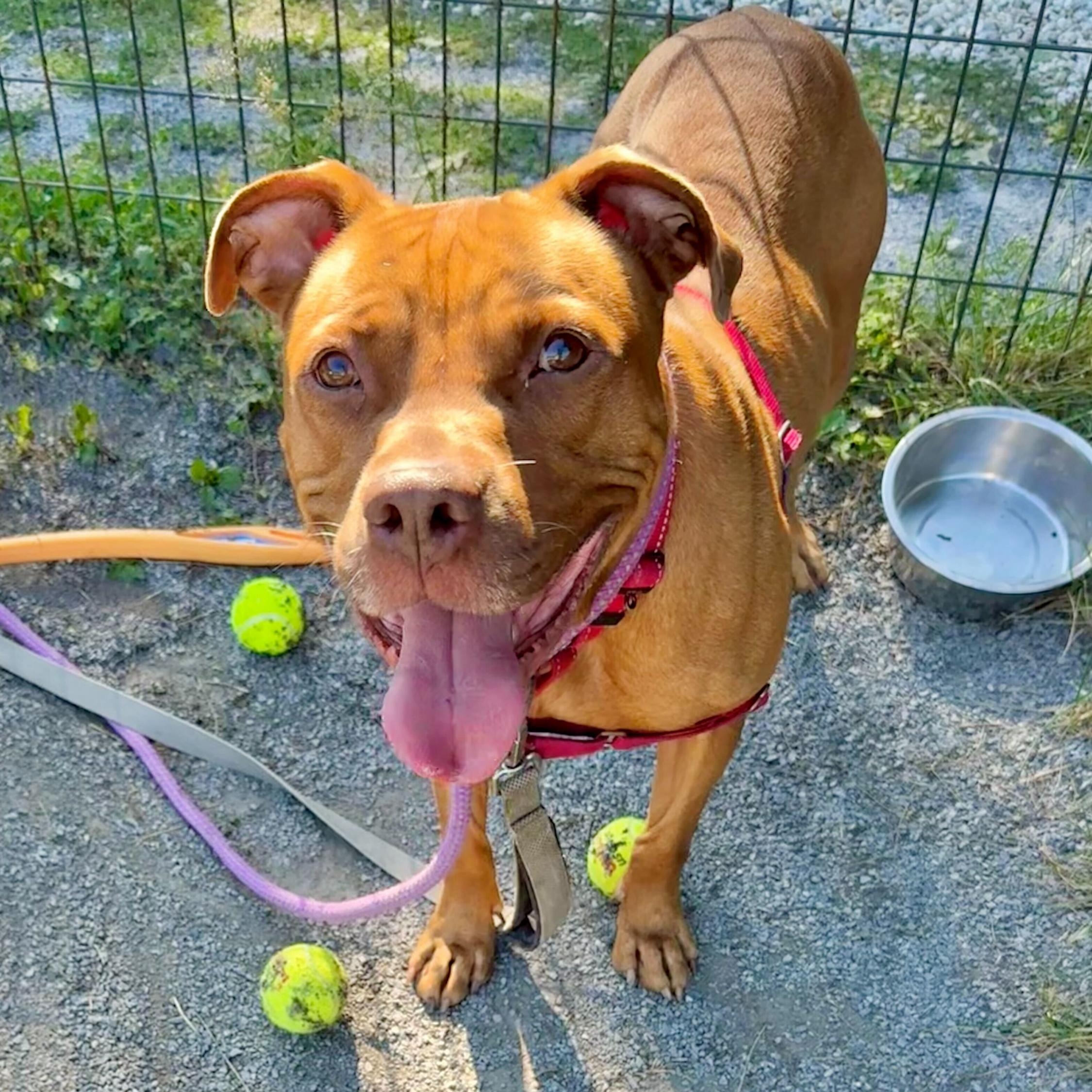 Wilbur, Adoptable, Adult Male American Staffordshire Terrier.