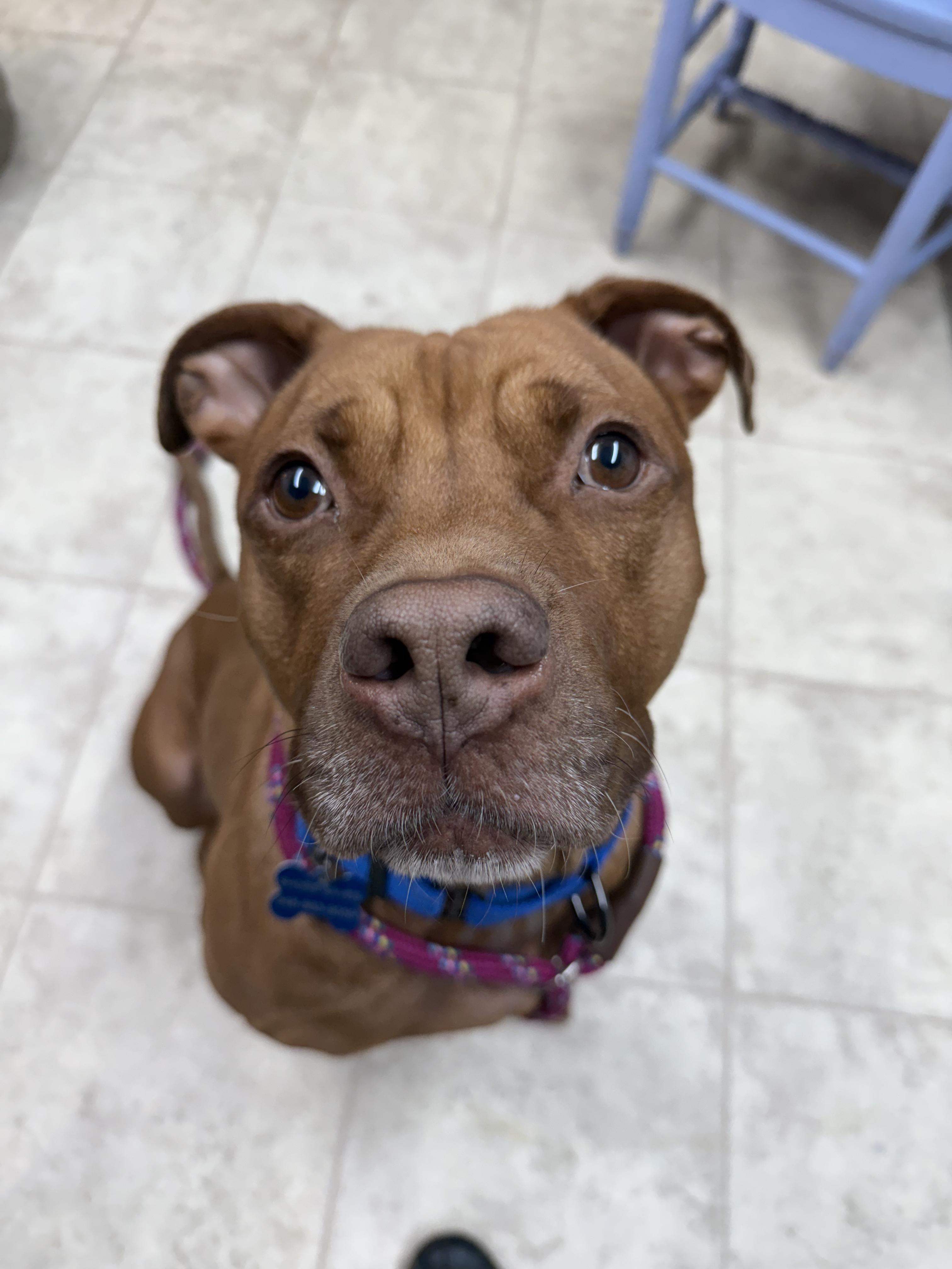 Wilbur, a Adoptable mixed breed in farmingdale, NJ image 3/3