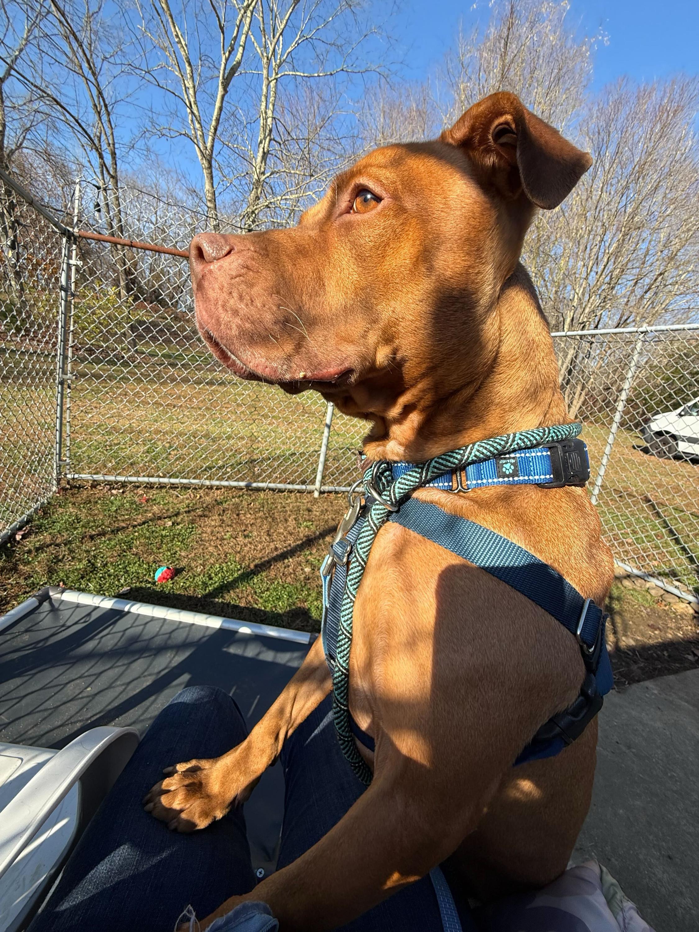 Wilbur, a Adoptable mixed breed in farmingdale, NJ image 2/3