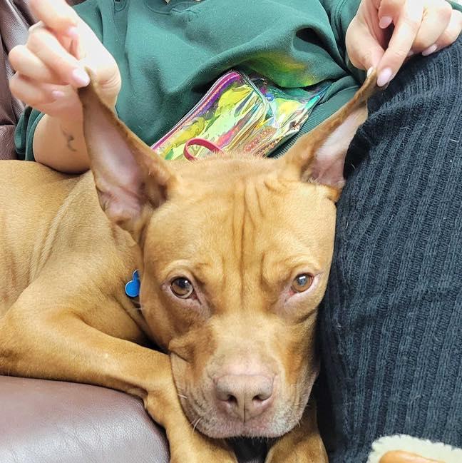 Enlarge Wilbur, a Adoptable mixed breed in farmingdale, NJ image 4/4