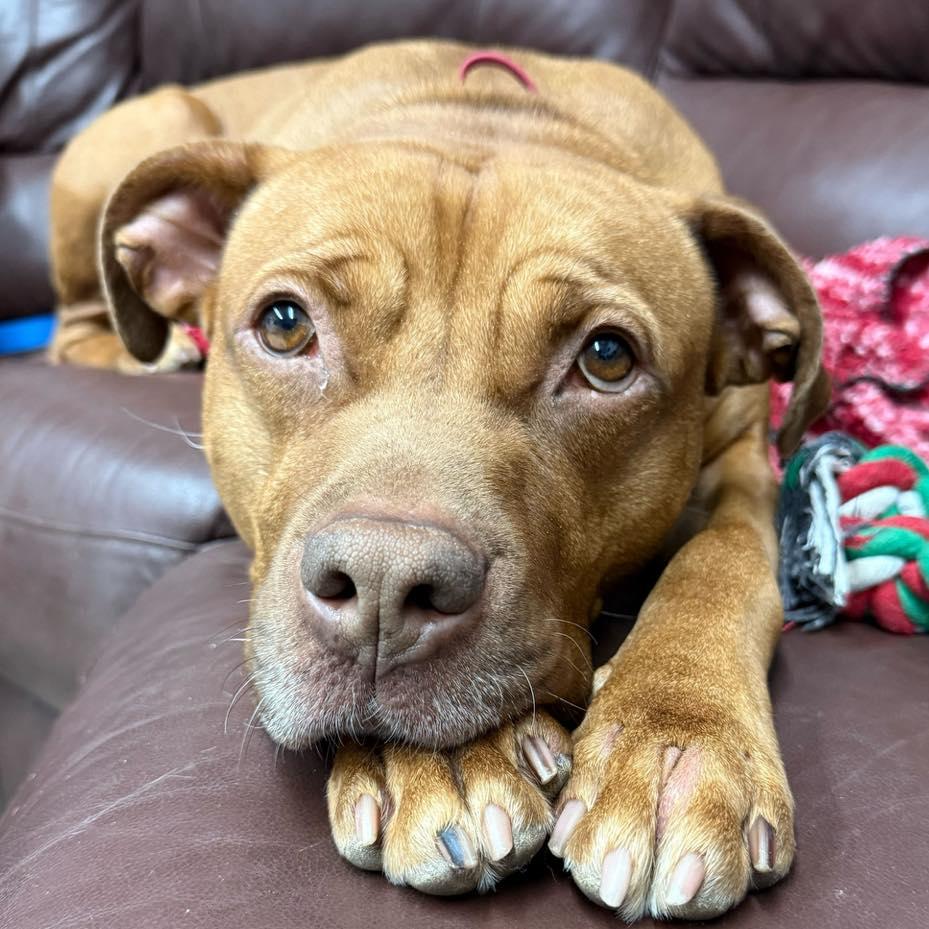 Wilbur, Adoptable, Adult Male American Staffordshire Terrier.