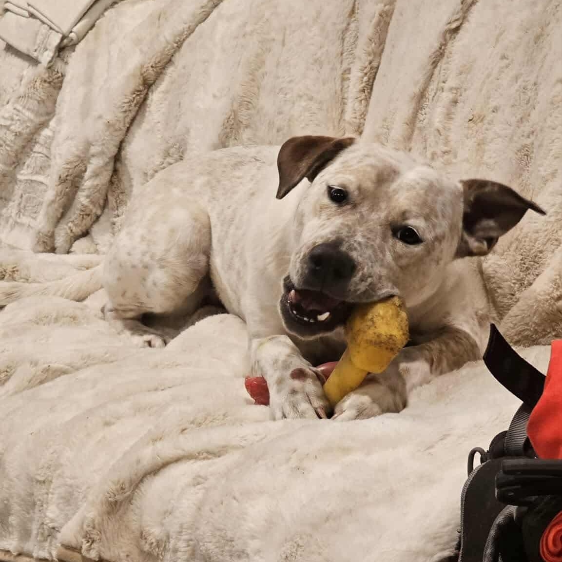 Piper photo 3