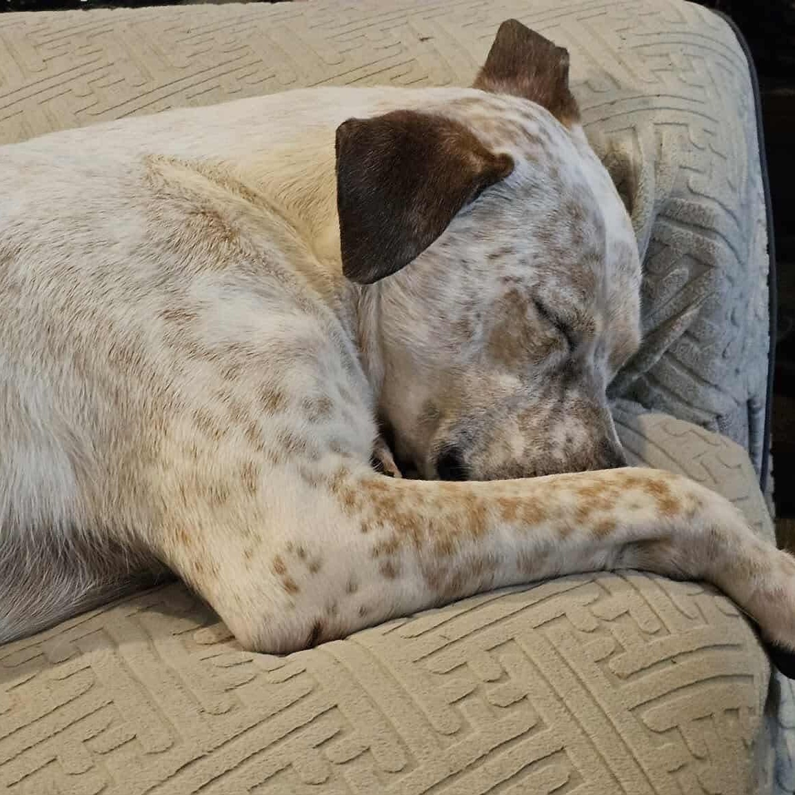 Piper photo 6