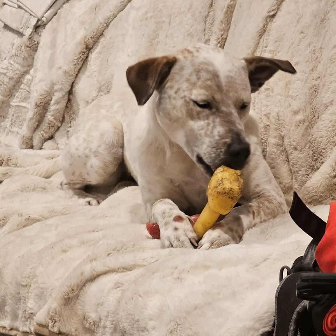 Piper