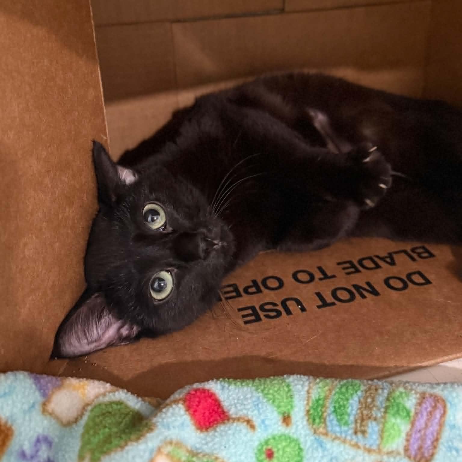 Kelsie, ADOPTABLE, Kitten Female Domestic Short Hair.
