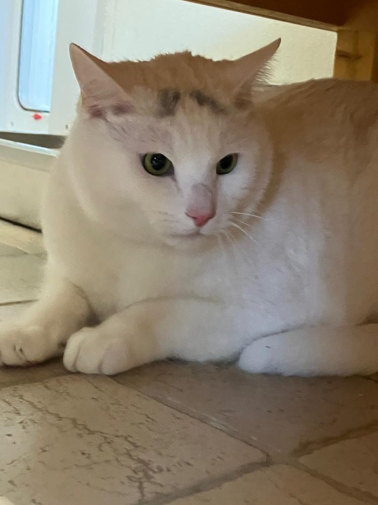 Oli, Adoptable, Young Male Domestic Short Hair.