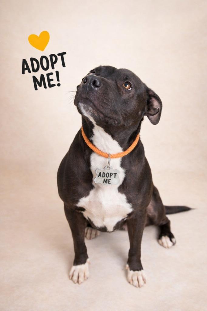Beauty, Adoptable, Young Female American Staffordshire Terrier & Labrador Retriever.