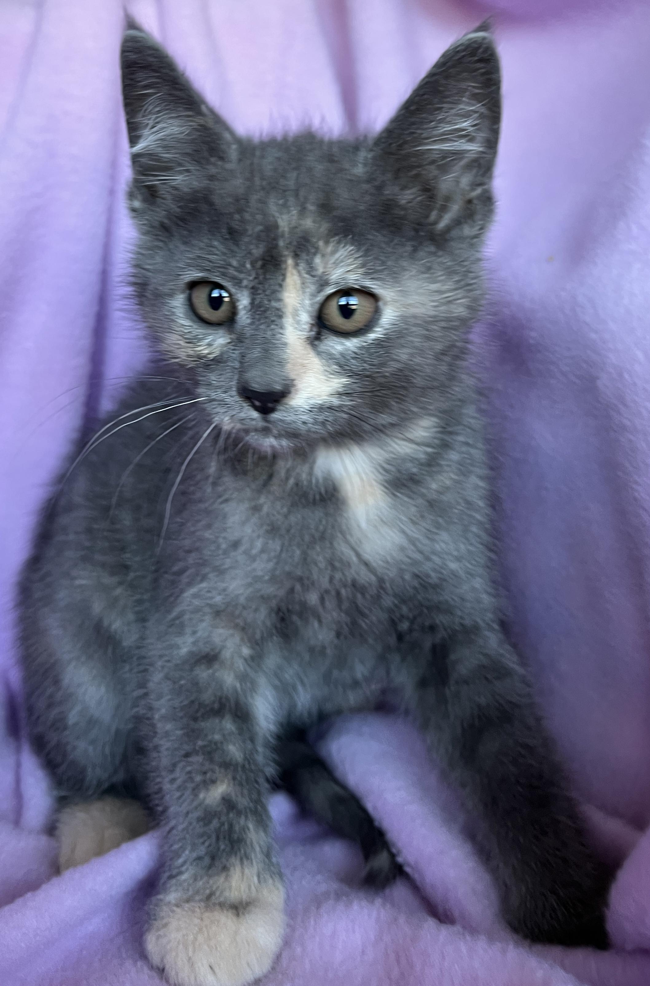 Enlarge Sunny, an adopted Dilute Tortoiseshell in Lake Oswego, OR image 1/2