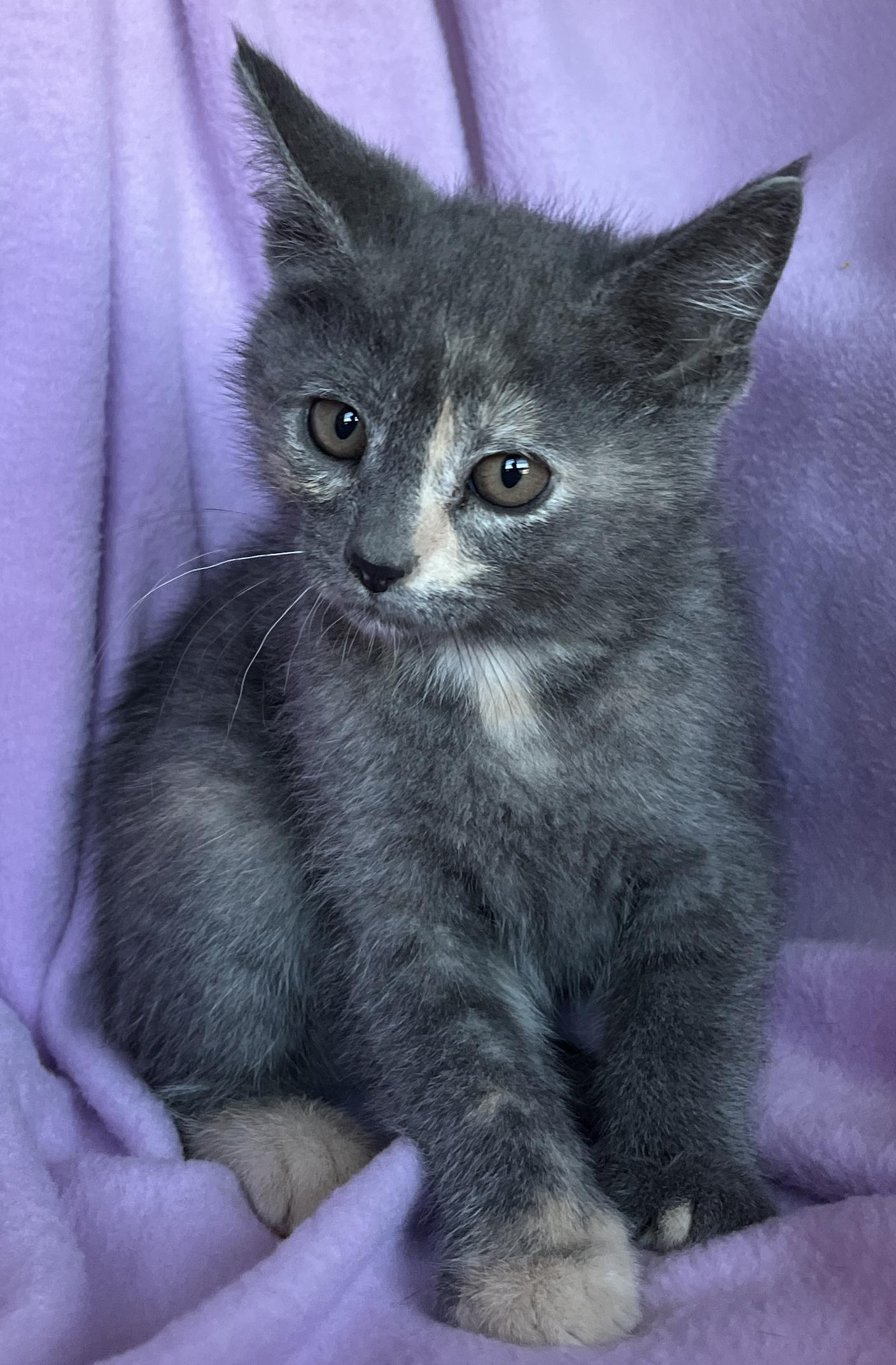Enlarge Sunny, an adopted Dilute Tortoiseshell in Lake Oswego, OR image 2/2