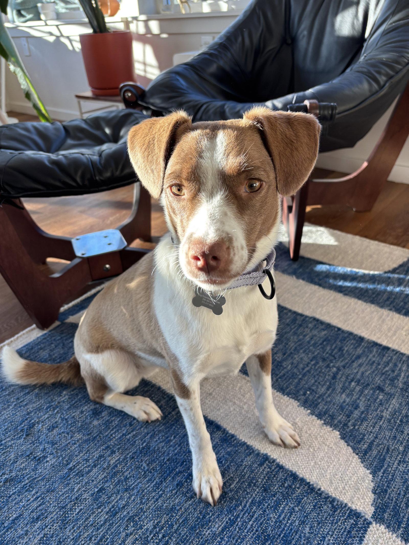 Enlarge Alice, a Adopted Beagle in Bothell, WA image 1/3