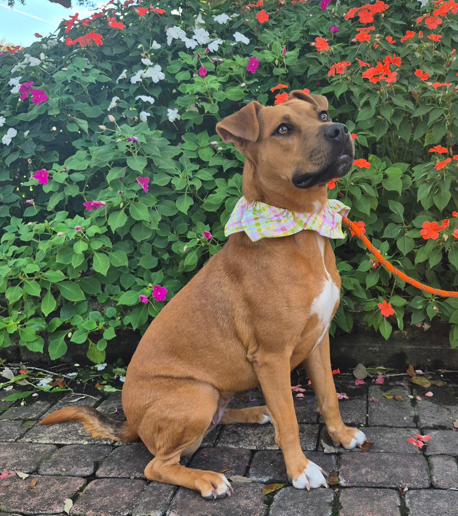 ANNIE- anxious to please!, Adoptable, Adult Female Mixed Breed & Terrier.