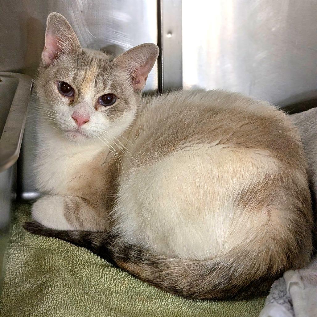 Sweet Cheeks, Adoptable, Adult Female Domestic Short Hair.