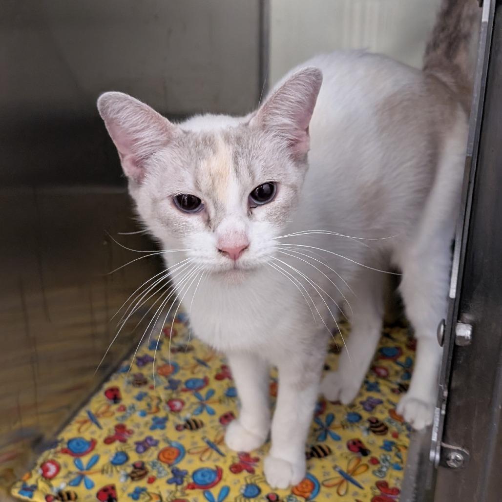 Enlarge Sweet Cheeks, a Adoptable Domestic Short Hair in Buchanan Dam, TX image 1/2