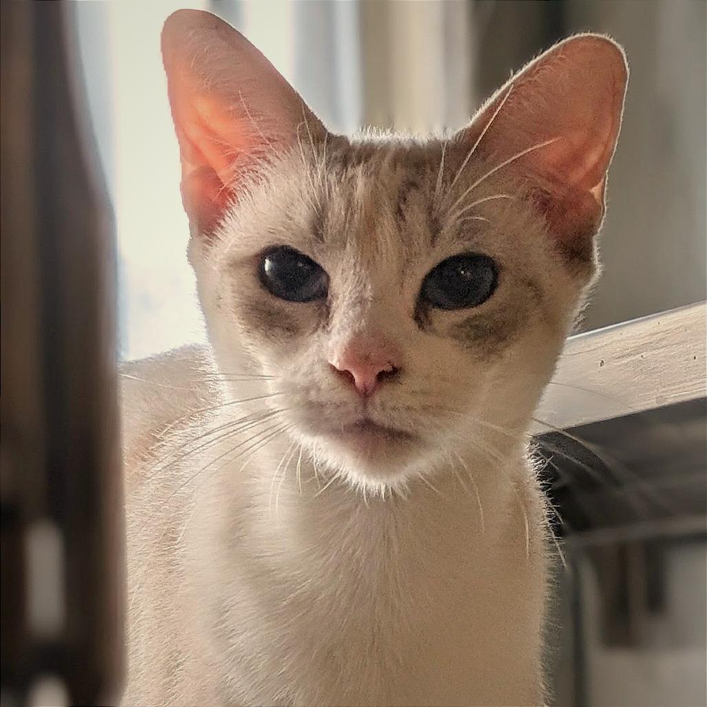 Enlarge Sweet Cheeks, a Adoptable Domestic Short Hair in Buchanan Dam, TX image 2/2