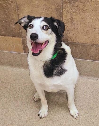 Jameson, Adoptable, Adult Male Australian Cattle Dog / Blue Heeler & Mixed Breed.