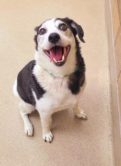 Enlarge Jameson, a Adoptable mixed breed in Phoenix, AZ image 2/3