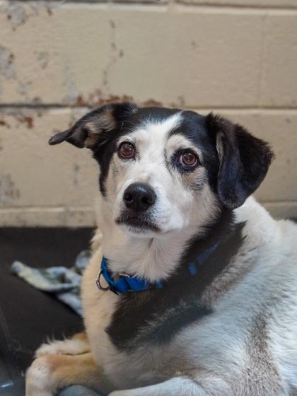 Enlarge Jameson, a Adoptable mixed breed in Phoenix, AZ image 3/3