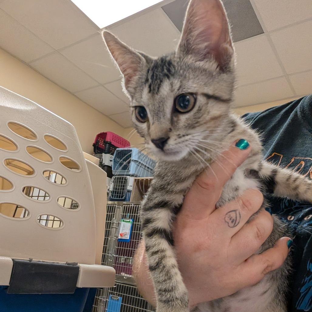 Enlarge Rigatoni, a Adoptable Domestic Short Hair in Titusville, FL image 1/1