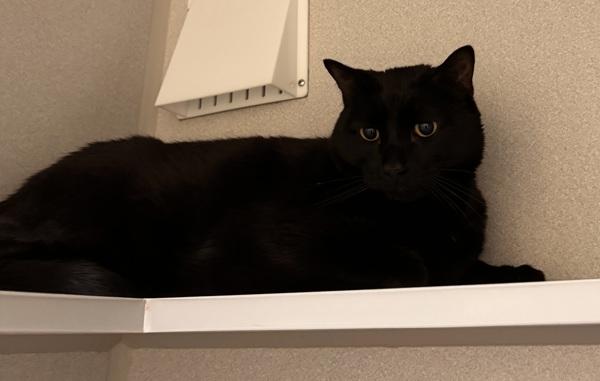 Luna, Adoptable, Adult Male Domestic Medium Hair.