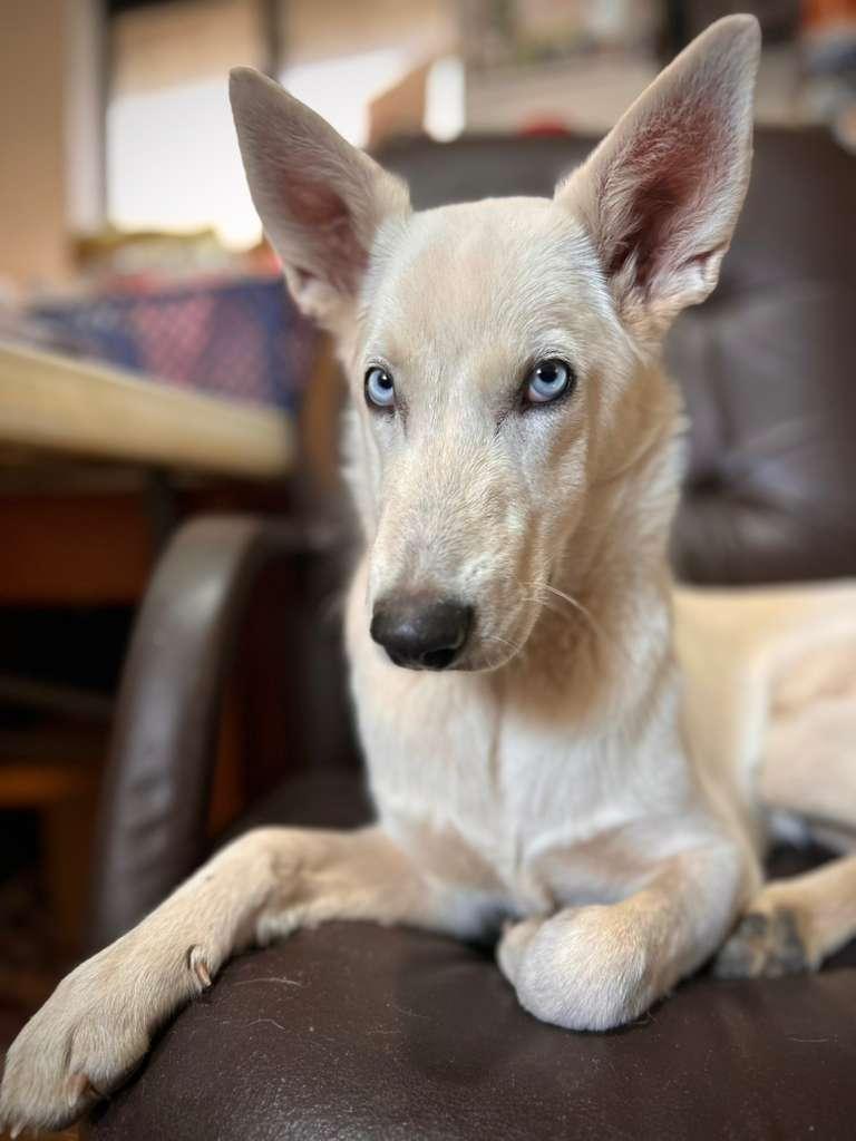Enlarge Laquayla, a ADOPTABLE mixed breed in Durango, CO image 1/2