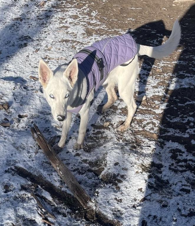 Enlarge Laquayla, a ADOPTABLE mixed breed in Durango, CO image 2/2