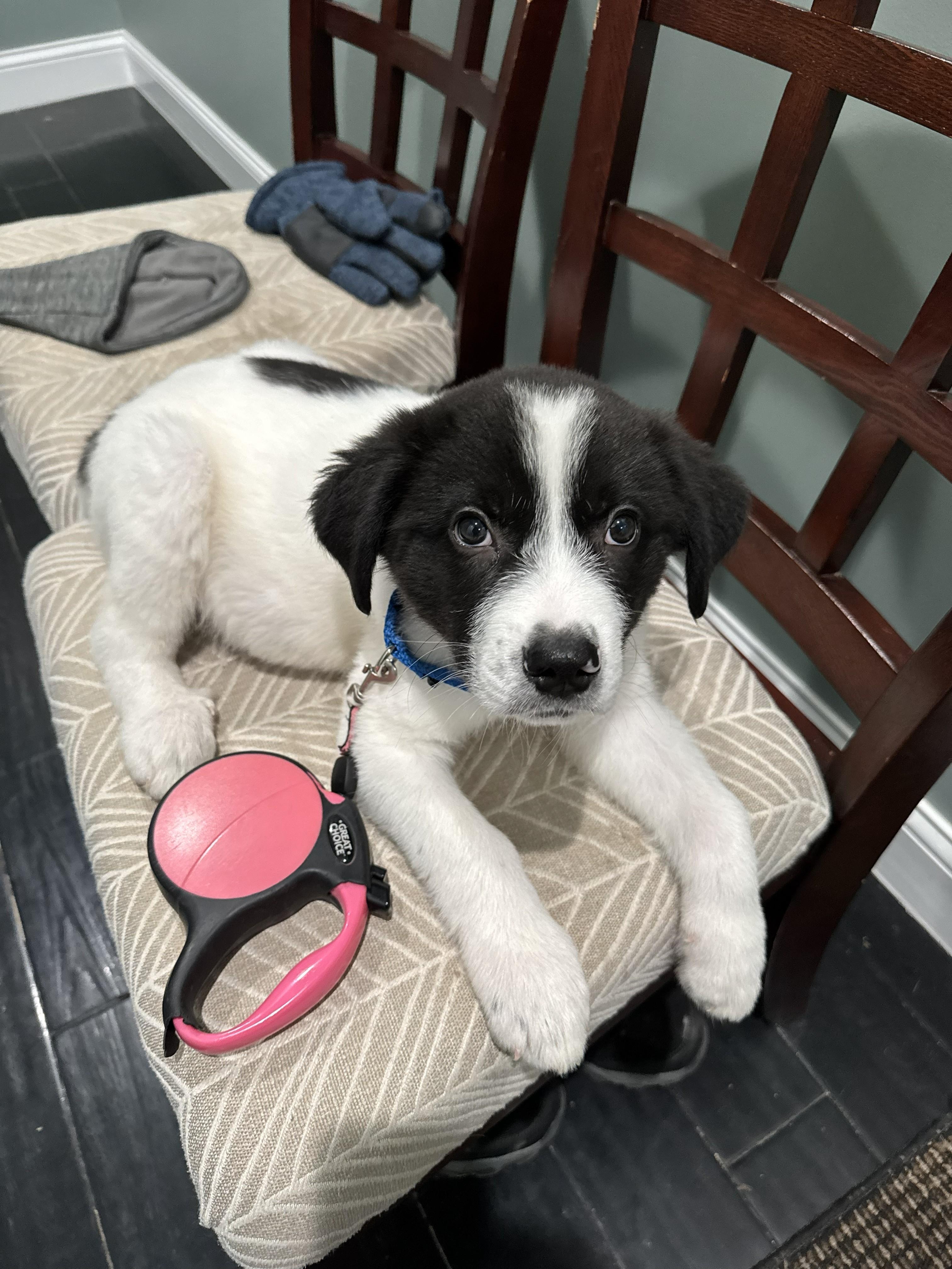 Enlarge Romeo, a ADOPTABLE mixed breed in Marengo, IL image 1/1