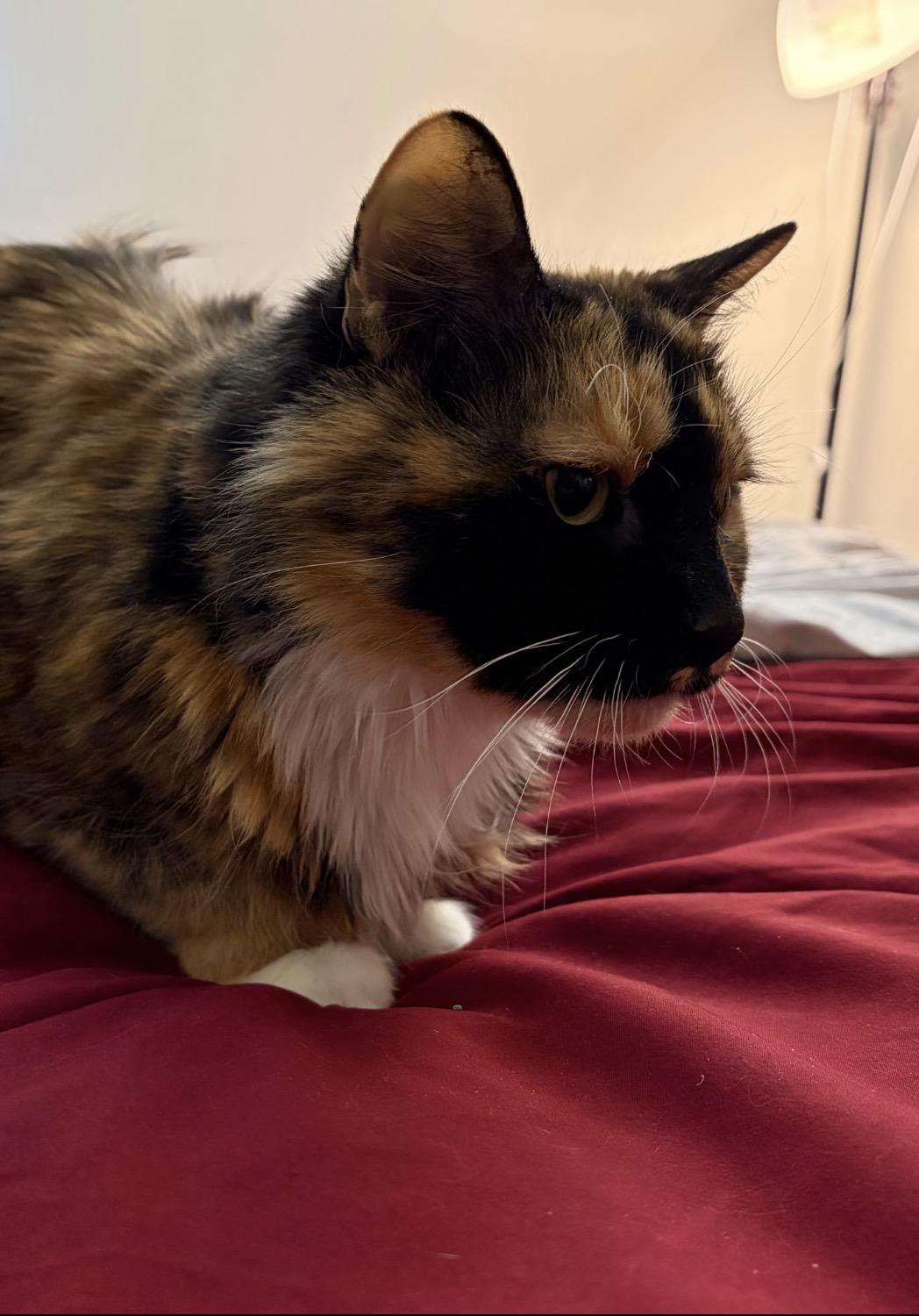 ZEVA, a Adoptable Domestic Medium Hair in Spotswood, NJ image 3/3