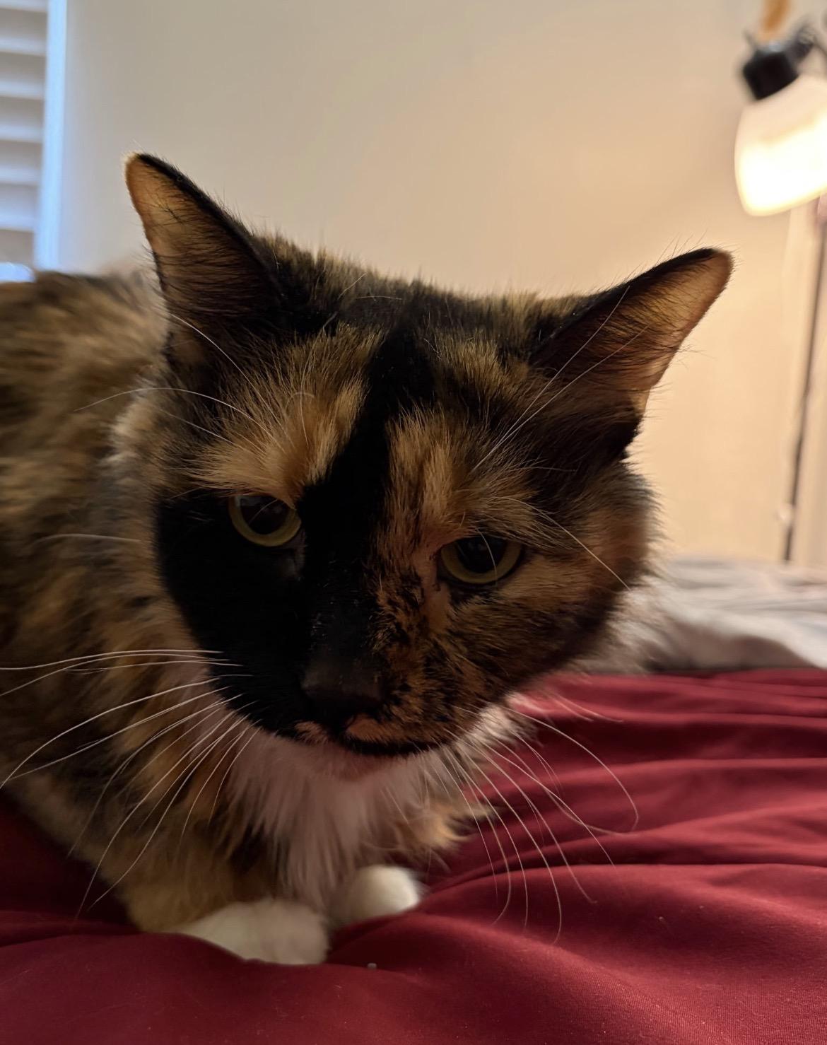 ZEVA, a Adoptable Domestic Medium Hair in Spotswood, NJ image 2/3