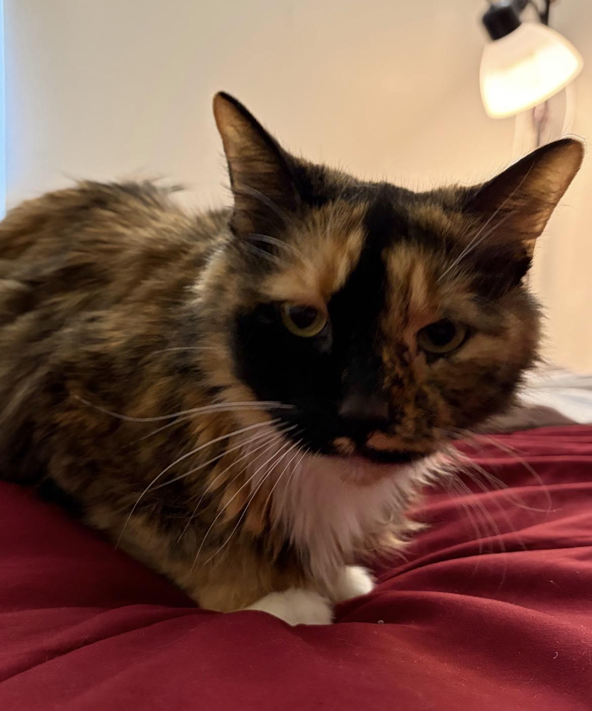 ZEVA, a Adoptable Domestic Medium Hair in Spotswood, NJ image 1/3