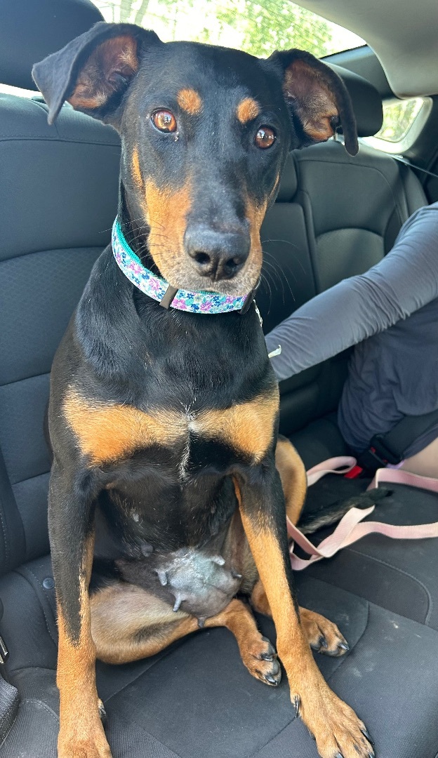 Enlarge Cherry, a Adoptable mixed breed in Scarsdale, NY image 5/5