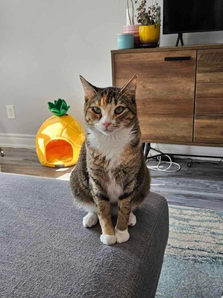 Enlarge North, a Adoptable Domestic Short Hair in Lively, ON image 1/1