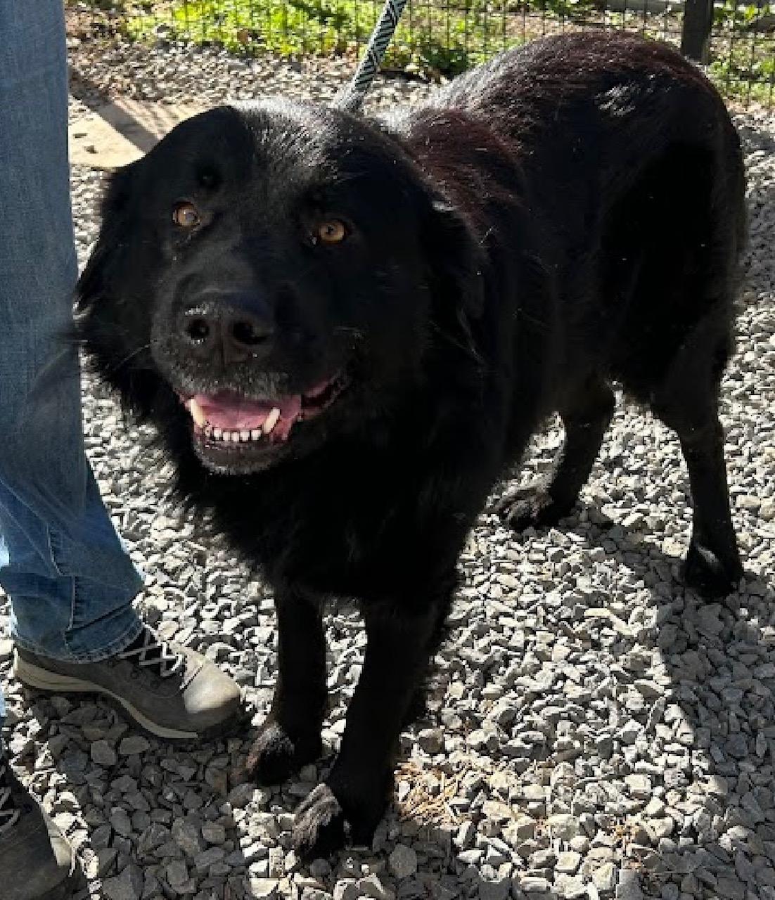 Lassiter — thumbnail 3