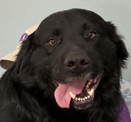 Lassiter — thumbnail 4