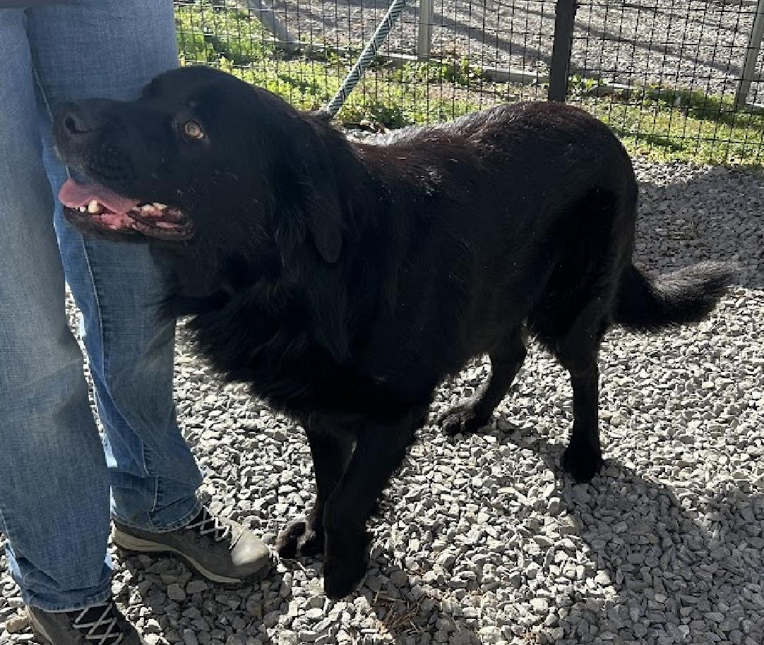 Lassiter — thumbnail 5