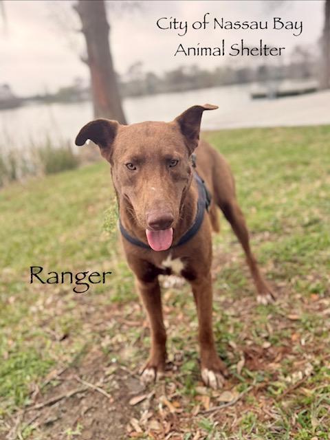 Enlarge C10-26 Ranger, an adoptable mixed breed in Nassau Bay, TX image 5/5