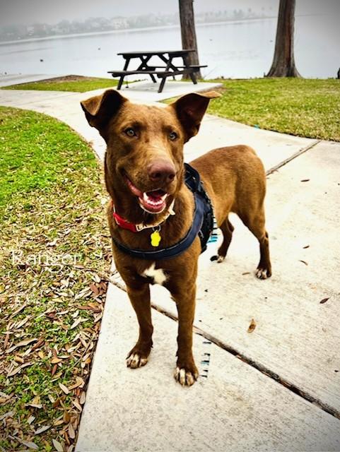 C10-26 Ranger, ADOPTABLE, Young Male Shepherd & Chesapeake Bay Retriever.