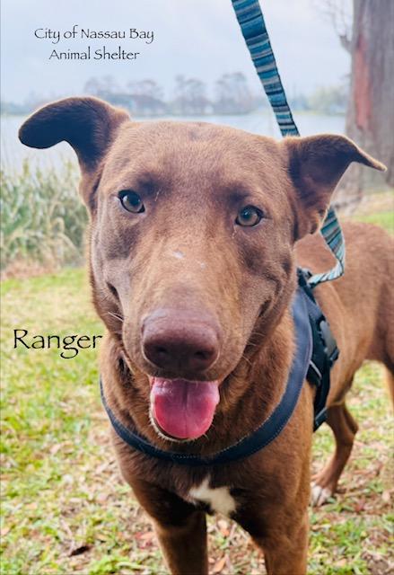 Enlarge C10-26 Ranger, an adoptable mixed breed in Nassau Bay, TX image 4/5