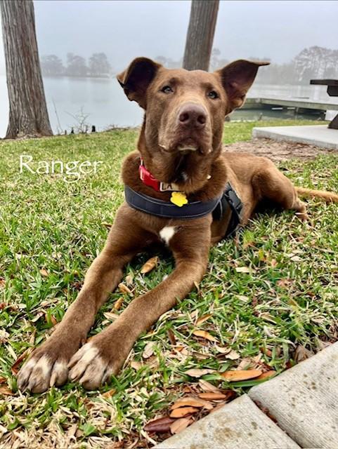 Enlarge C10-26 Ranger, an adoptable mixed breed in Nassau Bay, TX image 2/5