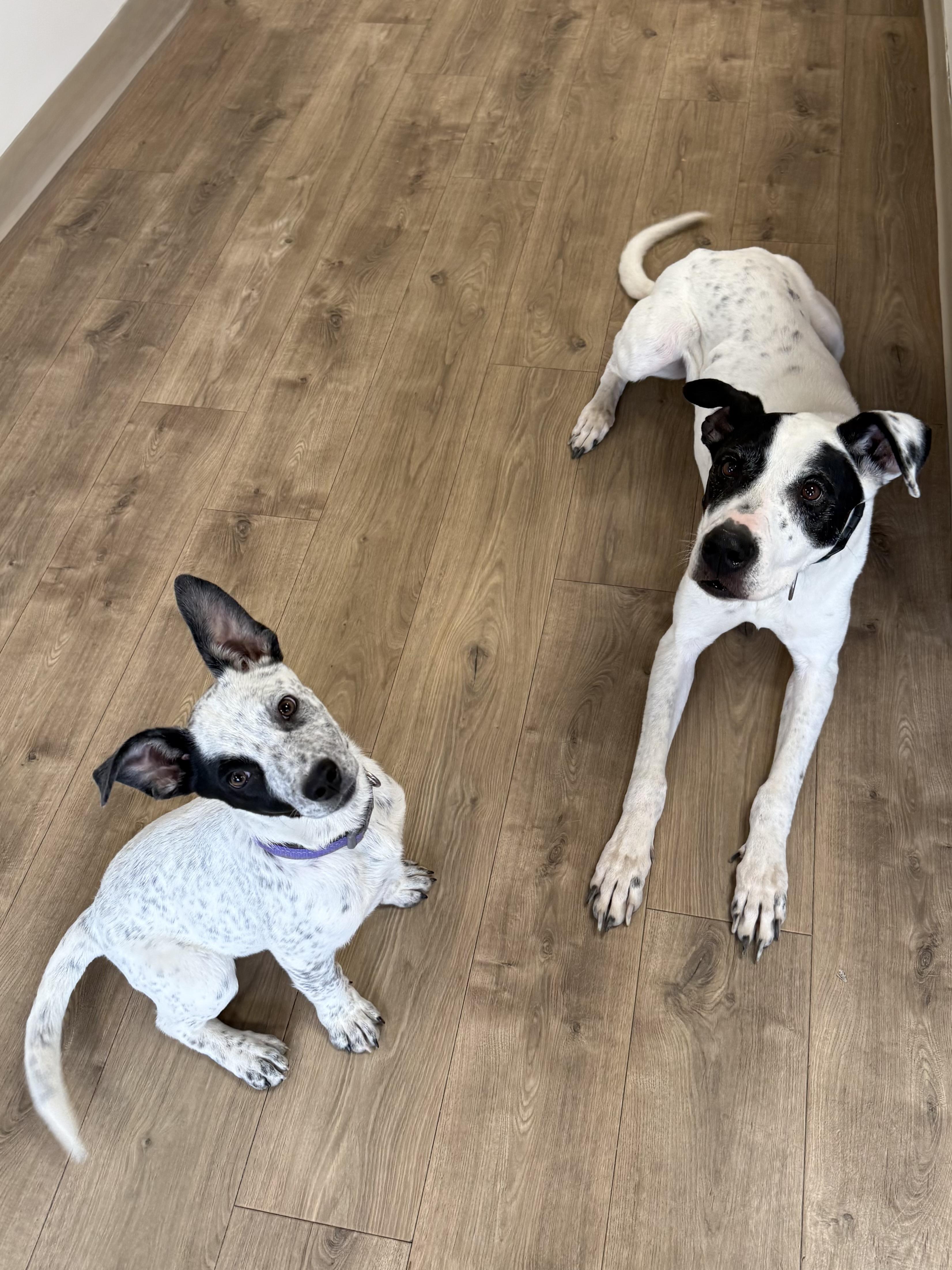 Enlarge Floki, an adoptable mixed breed in Eagle, CO image 6/6